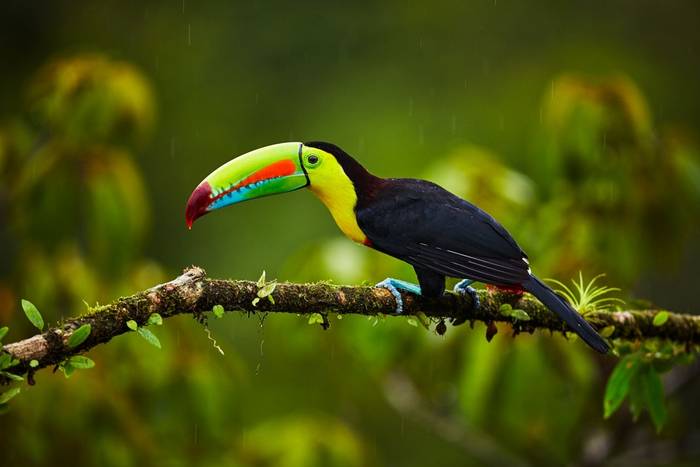 Keel-billed Toucan shutterstock_1012681942.jpg