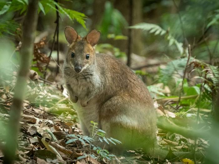 Red-legged Pademelon