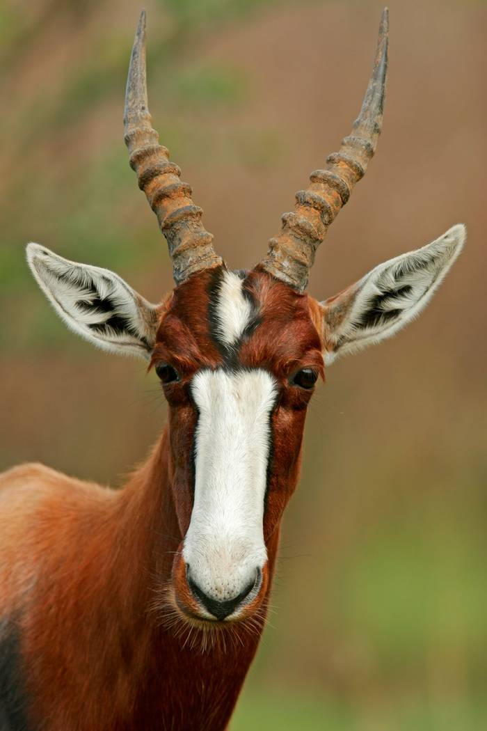 Bontebok, South Africa.jpg