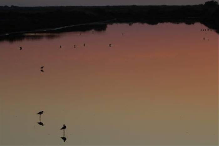 Evening light over the marsh (John Crispin)