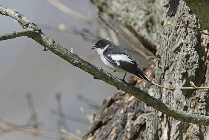 Semi-collared Flycatcher