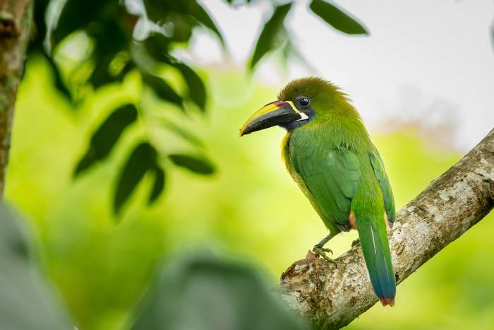 Emerald Toucanet