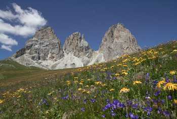 Sella Pass wildlflowers © Valerie Walker