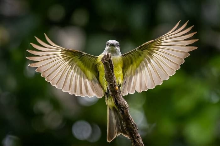 Tropical Kingbird © A J Bradshaw, March 2026 tour