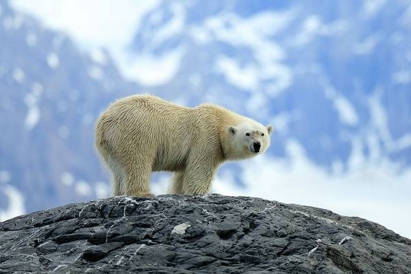 Polar Bear in Hornsund (Bret Charman)