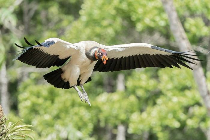 King Vulture, Laguna de Lagarto, Costa Rica, 2 April 2022, 2, KEVIN ELSBY FRPS.jpg