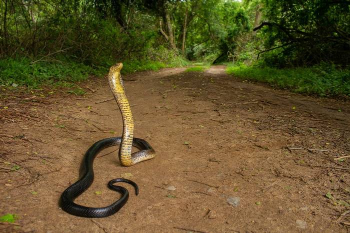 Brown Forest Cobra (Naja subfulva) © Tyrone Ping