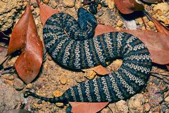 Northern Death Adder (Acanthophis praelongus) © Steve Wilson