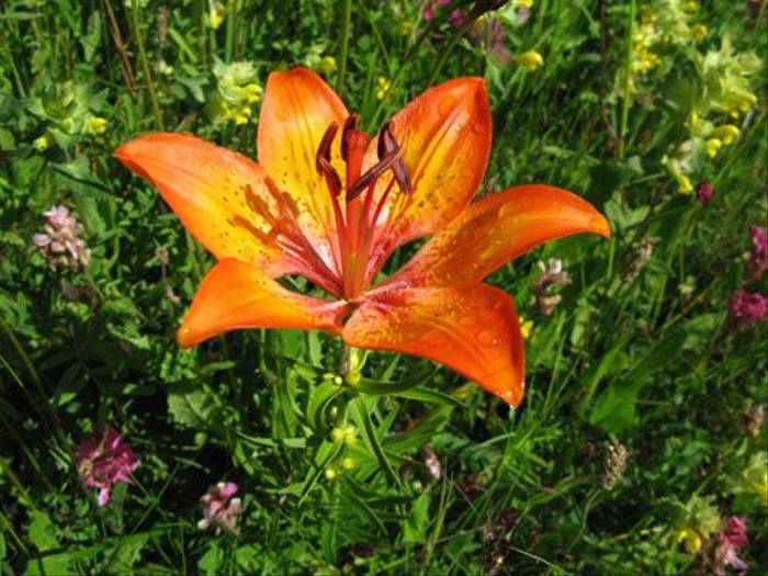 Lilium bulbiferum - The Orange Lily (Paul Harmes)