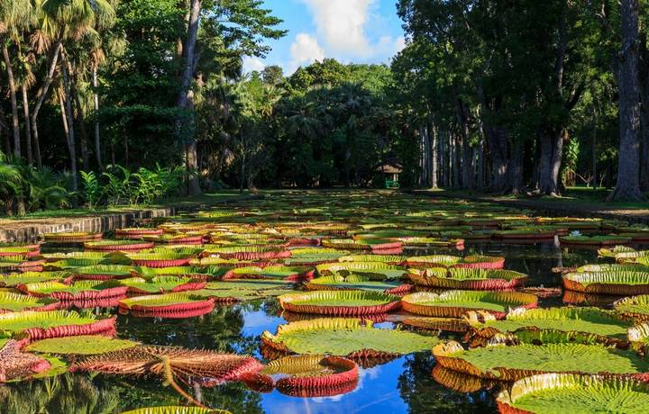 Beautiful mega water lilies Victoria Amazonica in Pamplemousses Boticanal Gardens, Mauritius Beautiful mega water lilies Victoria Amazonica in Pamplemousses Boticanal Gardens, Mauritius