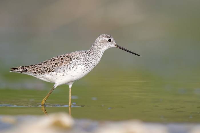 Marsh Sandpiper