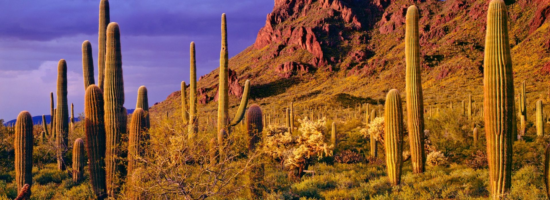 canyon-ranch-tucson-destination-sonoran-desert-cactus.jpg