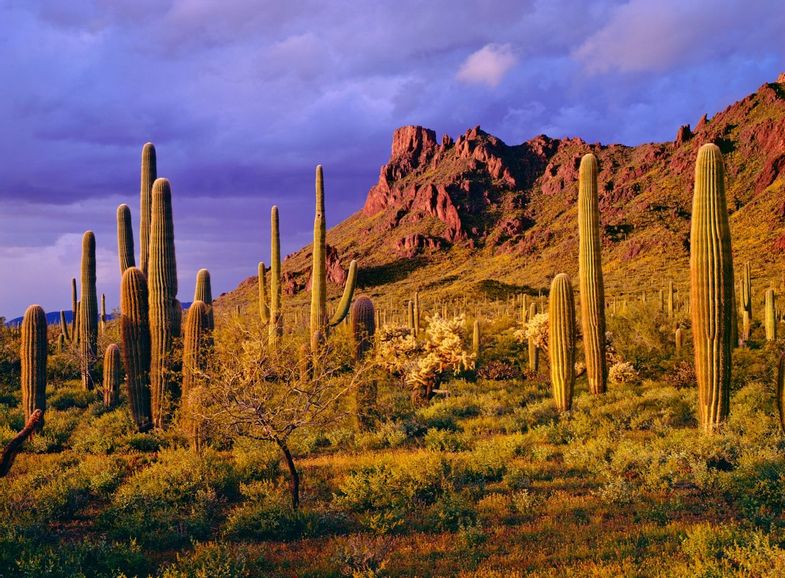 canyon-ranch-tucson-destination-sonoran-desert-cactus.jpg