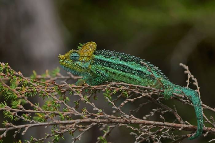 High-casqued Chameleon (Trioceros hoehnelii)  © Laura and Bobby Bok, April 2026