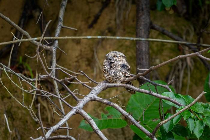 Ladder-tailed Nightjar © A J Bradshaw, March 2026 tour