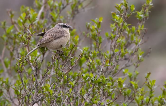 Brown Accentor © Chris Griffin, May 2025