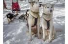 Lead Dogs: Petra And Cilla; Wheel Dogs: Cahppe And Vargtass. Harriniva. Credit: Peter Kennington (client)