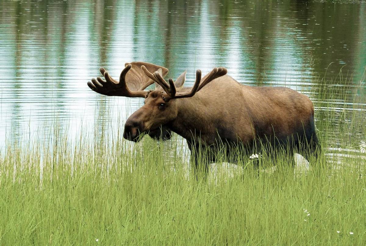 Moose, Sweden Shutterstock 134735066