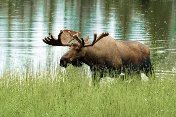 Moose, Sweden Shutterstock 134735066