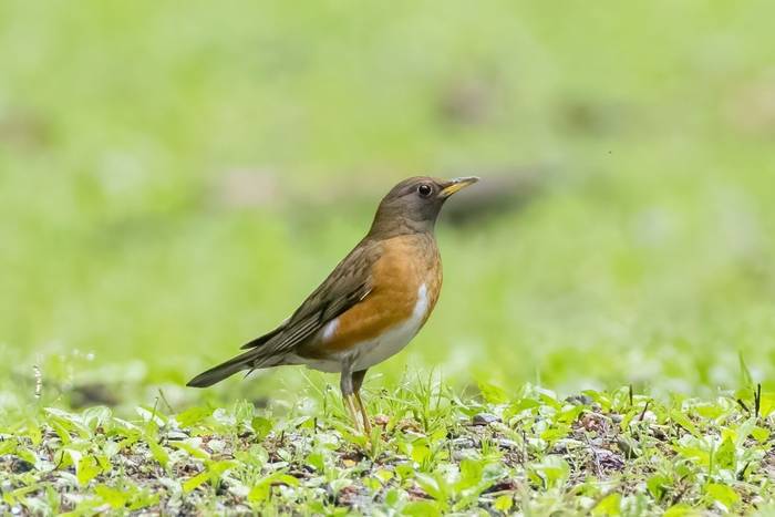 Brown-headed Thrush
