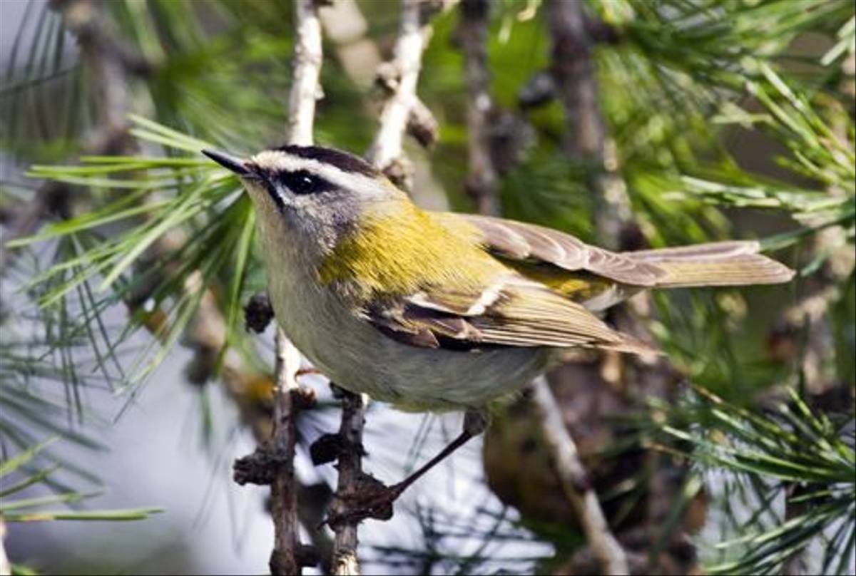 Firecrest