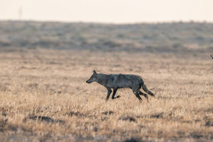 Grey Wolf © Machiel Valkenburg, June 2025