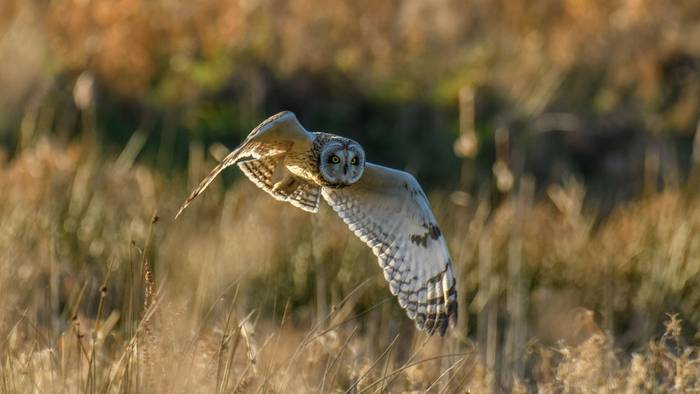 Short-eared Owl, England shutterstock_1317656309.jpg