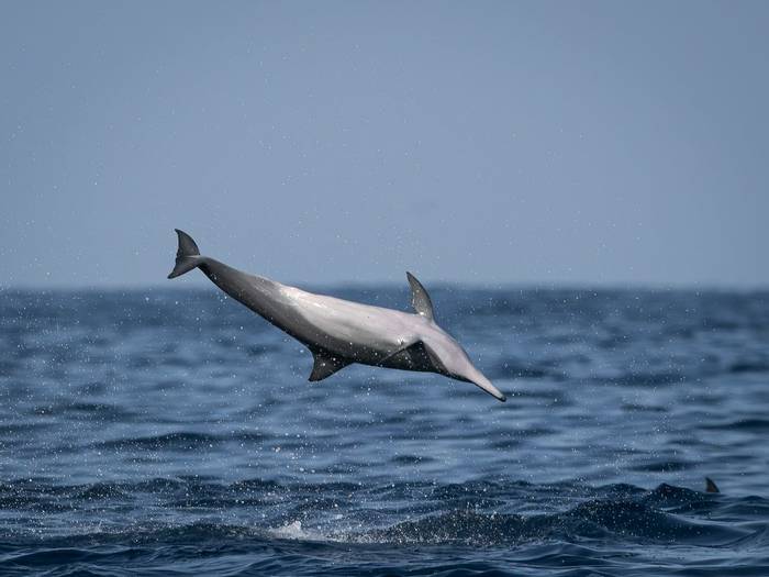 Long-snouted Spinner Dolphin © T. Laws, February 2024 tour