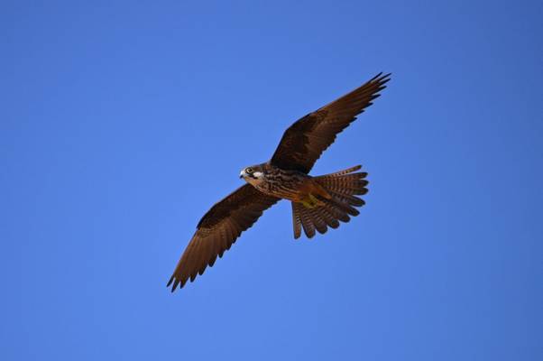 Eleonora's Falcon shutterstock_1535663963.jpg