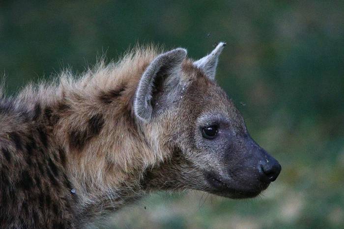 Spotted Hyena © Tim Young, November 2025 tour.JPG