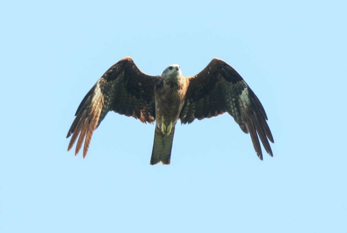 Black Kite (Wim Bovens)