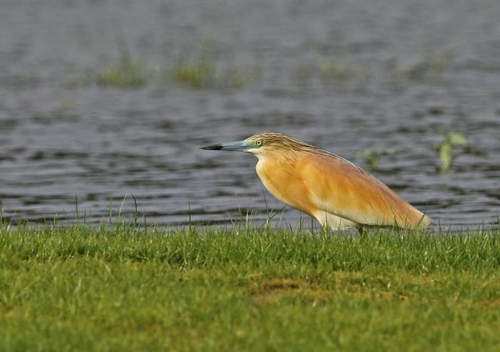 Squacco Heron