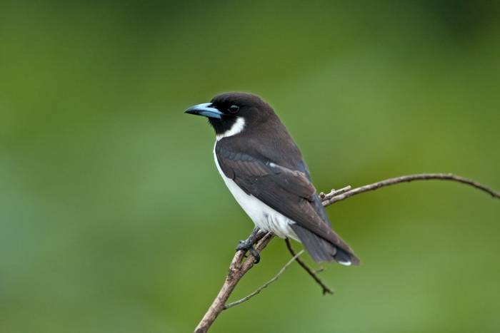 Fiji Woodswallow