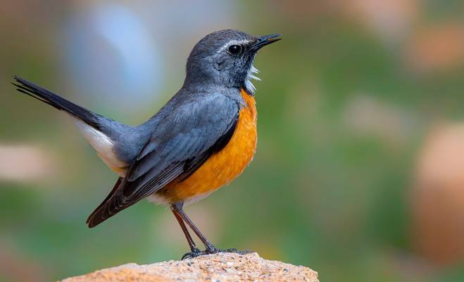 White-throated Robin shutterstock_1835965165.jpg