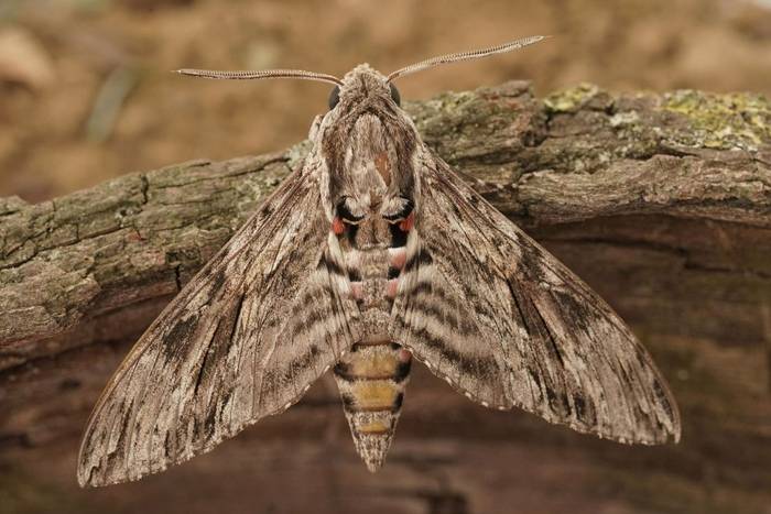 Convolvulus Hawkmoth