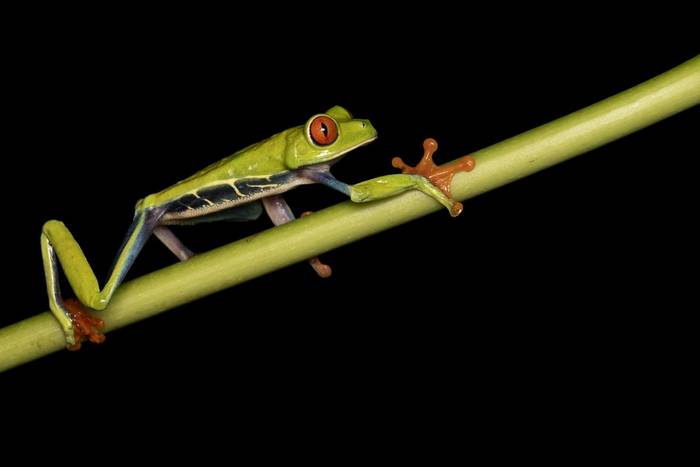Red-eyed Tree Frog © Oliver Smart, April 2026 tour