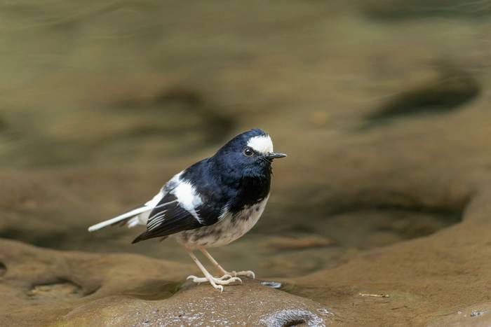 Little Forktail