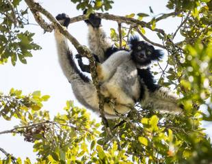 The Best of Madagascar