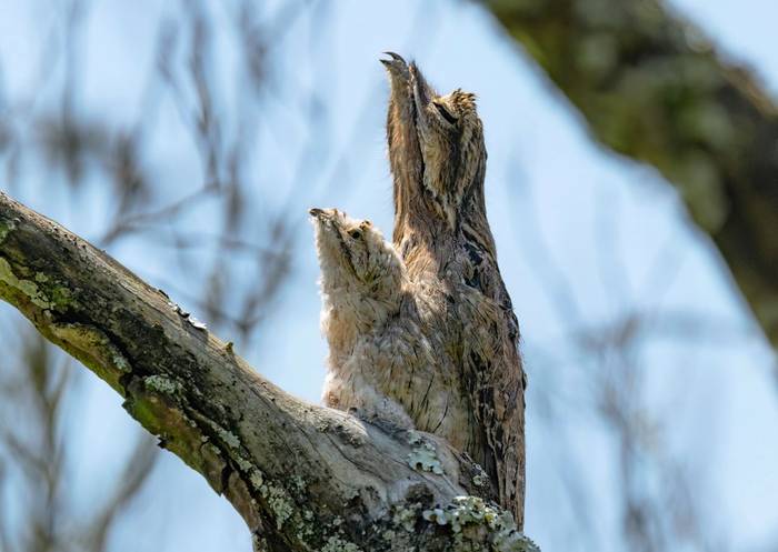 Common Potoo (Ian Hilton).jpg