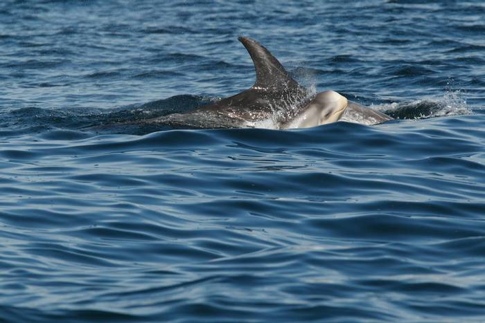 Risso's Dolphin, Shetland shutterstock_118845196.jpg