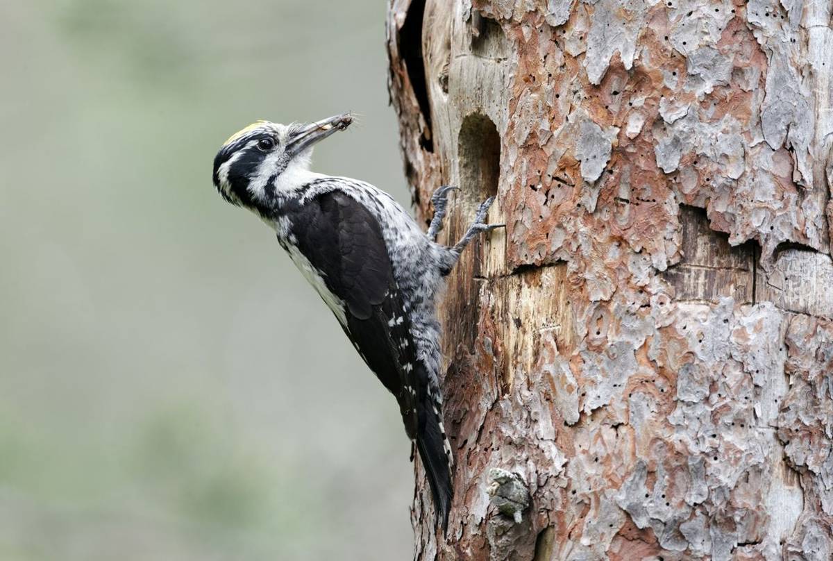 Three-toed Woodpecker