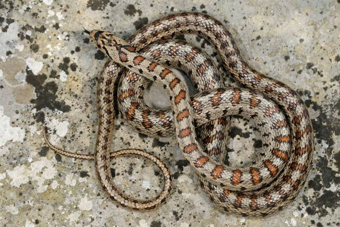 Leopard Snake (Zamenis situla), Albania