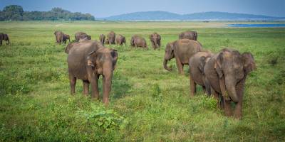 Asian Elephants, Sri Lanka Image