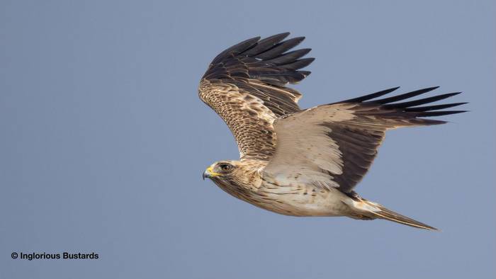 Booted Eagle.jpg