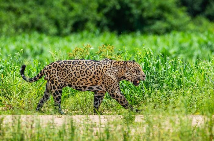 Jaguar