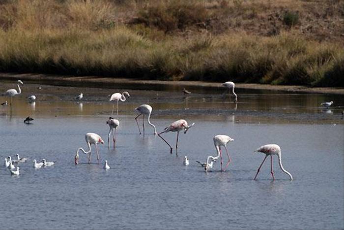 Flamingos and Gulls (John Crispin)