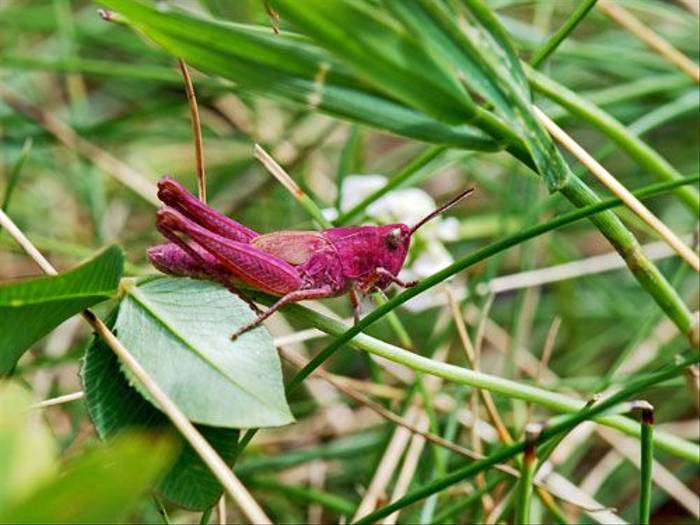 Pink Grasshopper (Ken Bailey)
