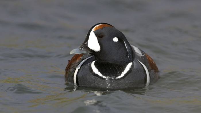 Harlequin Duck (Dave Jackson)