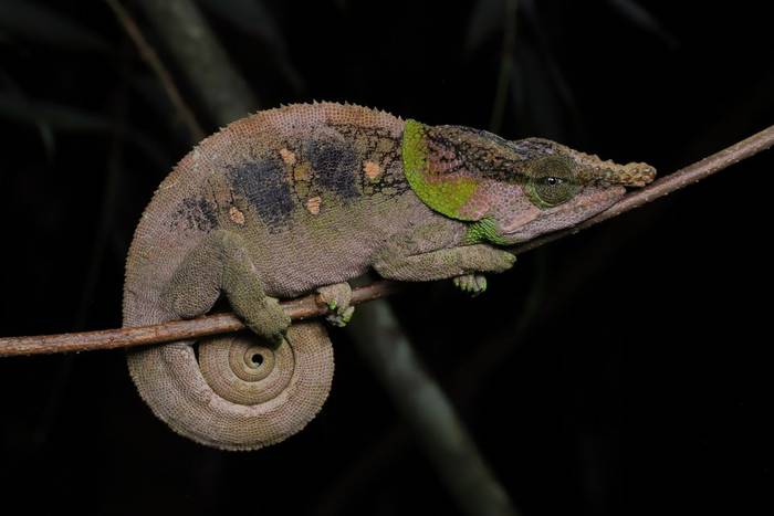 Green-eared Chameleon (Calumma malthe) © Bobby and Laura Bok, March 2026