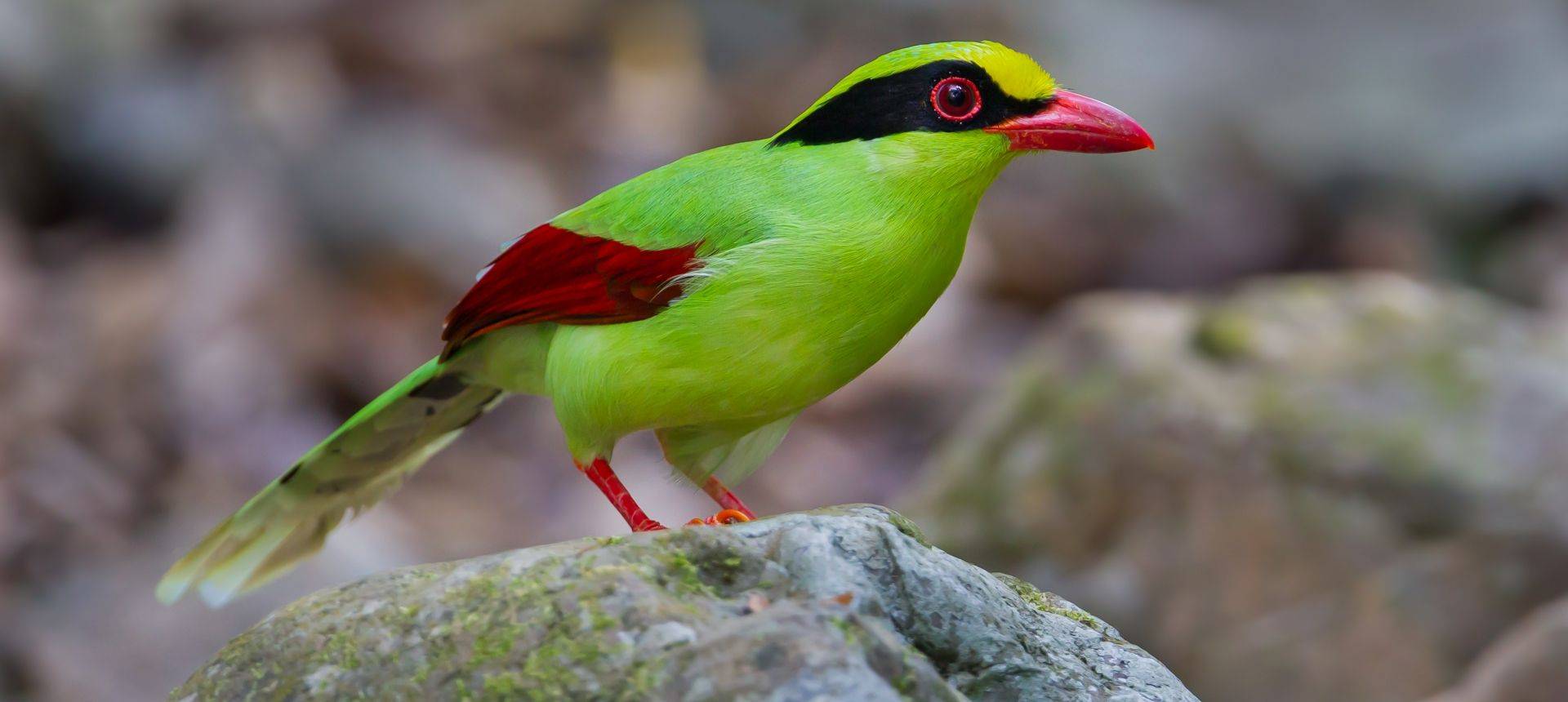 Green Magpie Shutterstock 257368429